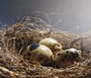 Magazine article aboutPensions-Retirement-Planning-Building-the-retirement-nest 